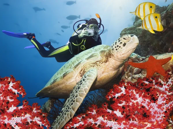 Зеленая черепаха под водой Стоковое Изображение