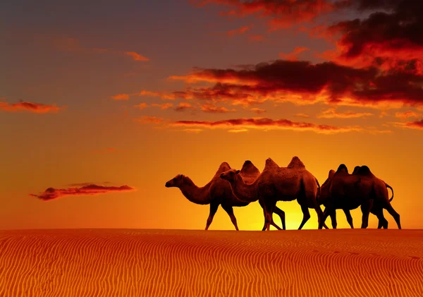 Пустыни фэнтези, верблюдов ходьба — стоковое фото