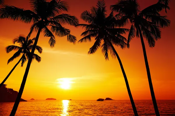 Силуэт пальм на закате — стоковое фото