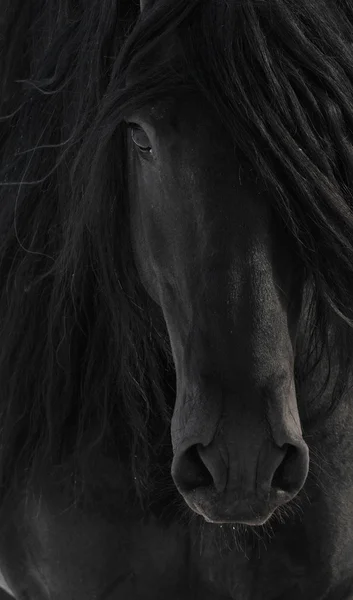 Черный Фризские лошади портрет крупным планом — стоковое фото