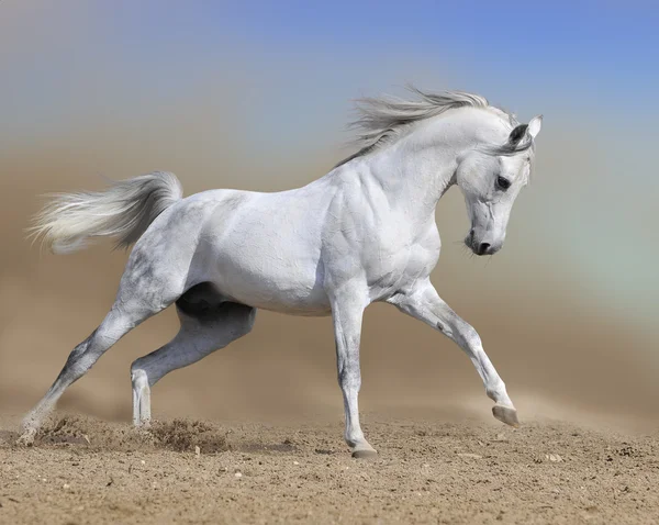 Белая Лошадь жеребец запустить Галоп в пыли — стоковое фото