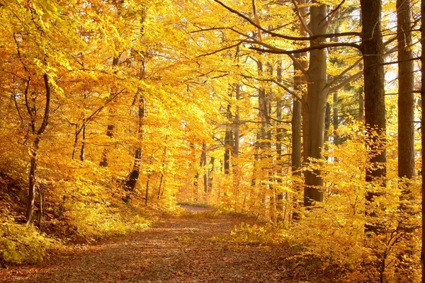 Лейн, ведущие через конце Осенний лес — стоковое фото