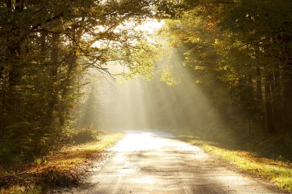 Дорога через осенний лес на рассвете — стоковое фото