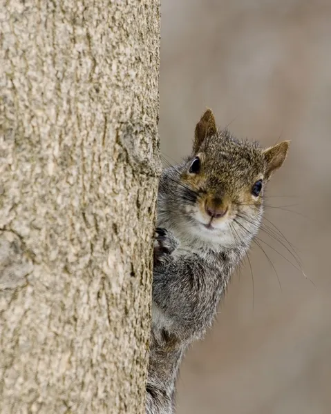 Серая белка (Sciurus carolinensis) Стоковое Изображение