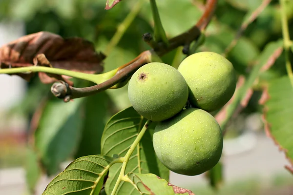 Зеленый грецкий орех — стоковое фото