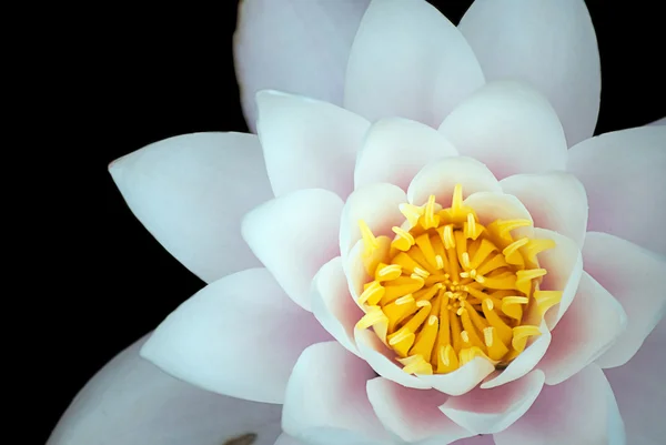 Белый цветок лотоса Лицензионные Стоковые Изображения