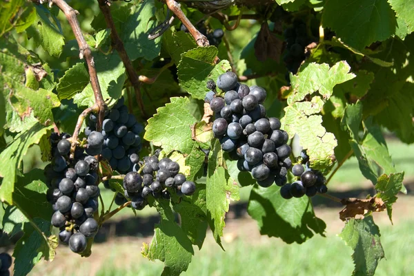 Грозди винограда — стоковое фото