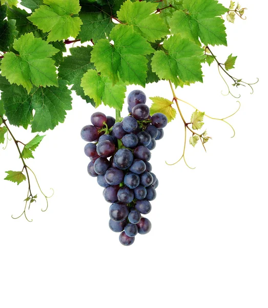 Виноградная лоза с синей гроздью винограда — стоковое фото
