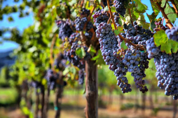 Виноград мерло в винограднике Стоковое Изображение