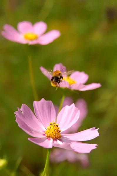 Летают пчелы на цветы — стоковое фото