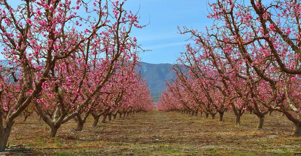 Персиковый сад — стоковое фото