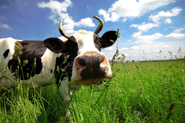 Забавная корова в зеленое поле Лицензионные Стоковые Изображения