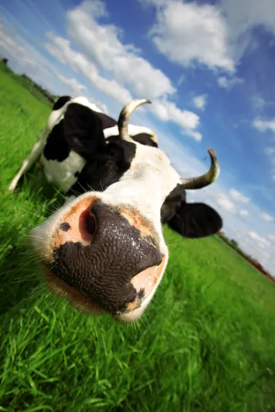 Забавная корова в зеленое поле Стоковое Фото