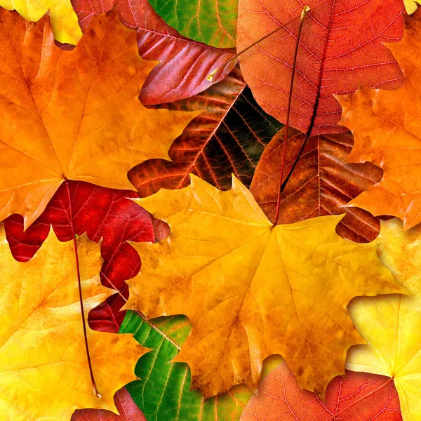 Падение покрывается листвой бесшовный фон — стоковое фото