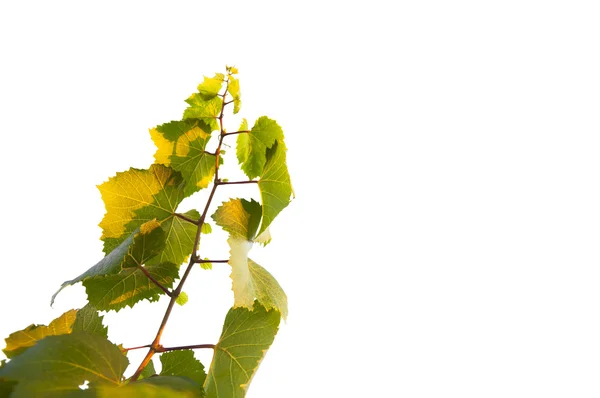 Ветви винограда Стоковое Фото