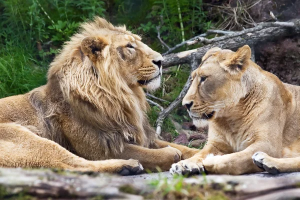 Семейство львов — стоковое фото