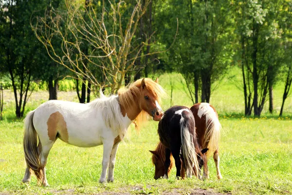 Лошадь пони — стоковое фото
