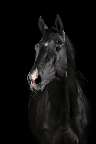 Черный конь в темноте — стоковое фото