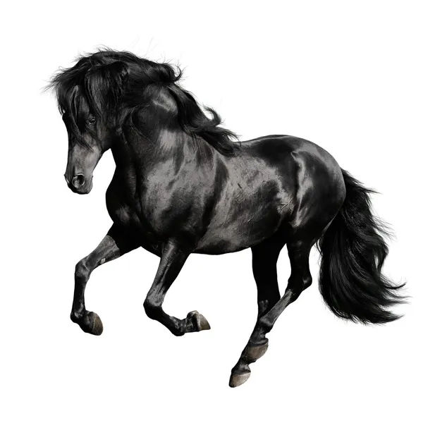Черный конь на белом фоне Лицензионные Стоковые Фото
