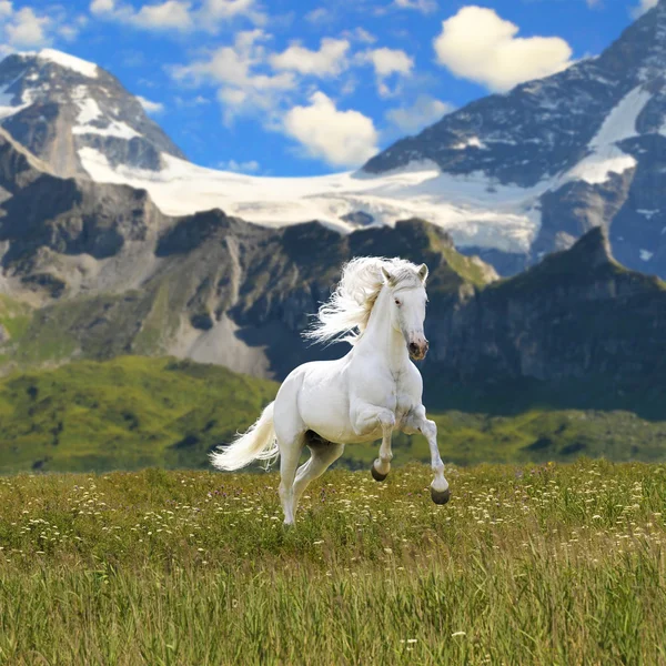 Белая лошадь, запустить Галоп в долине — стоковое фото