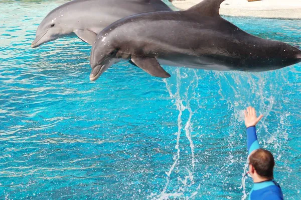 Шоу дельфинов Лицензионные Стоковые Фото