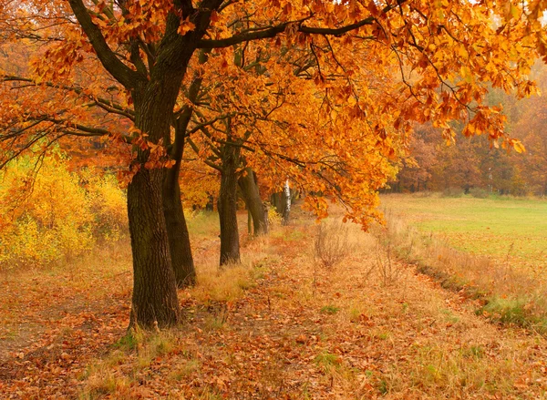 Осенний день в парке Стоковая Картинка