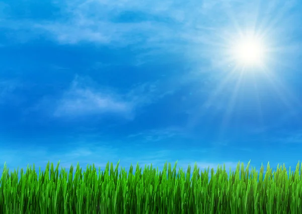 Весной трава и синее небо — стоковое фото