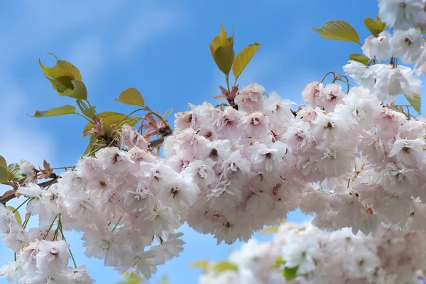 Цвет вишни — стоковое фото