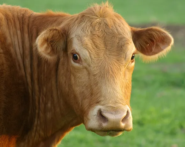 Портрет коровы Лицензионные Стоковые Изображения