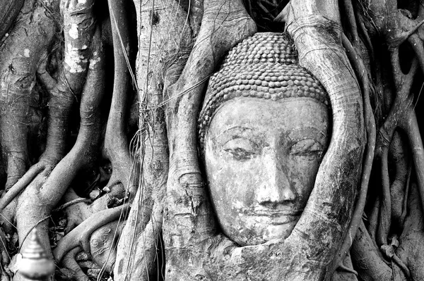 Голова Будды, застрял в корни деревьев Стоковое Фото