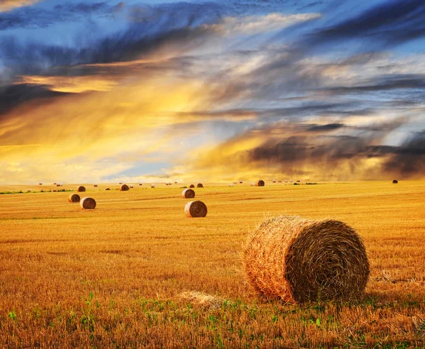Золотой закат по области фермы — стоковое фото