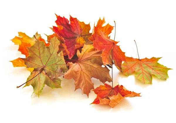 Осенние листья Стоковое Изображение