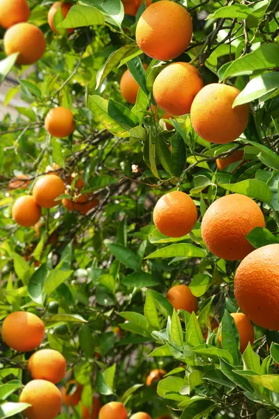 Апельсиновые деревья с спелых апельсинов — стоковое фото