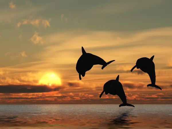 Дельфин и закат — стоковое фото