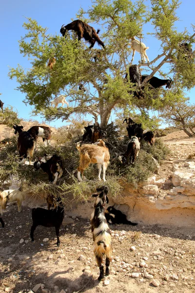 Дерево восхождение коз — стоковое фото