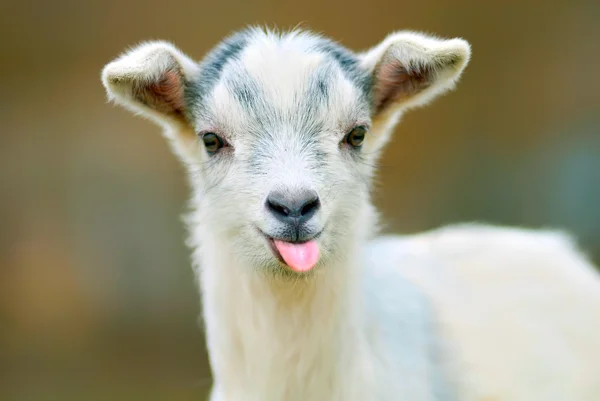 Смешные коза ставит свой язык — стоковое фото