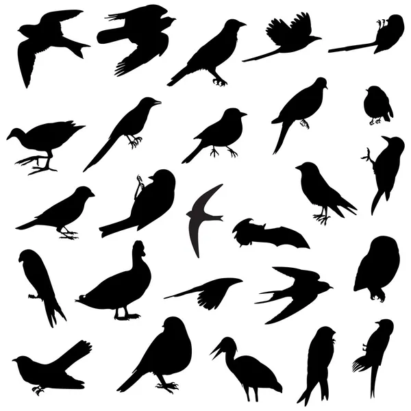Птички силуэты — стоковое фото
