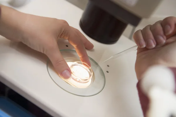Эмбриолог, добавление спермы в яйцо — стоковое фото