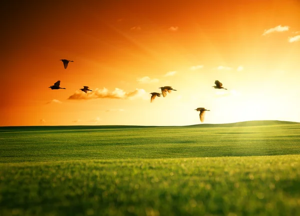 Поле травы и летящие птицы — стоковое фото