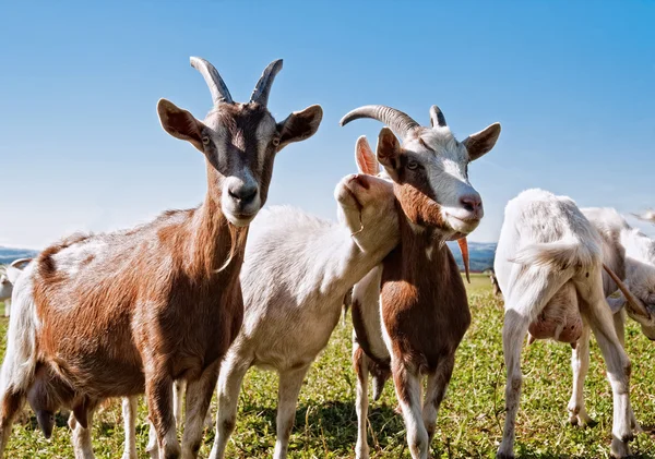 Группа коз — стоковое фото