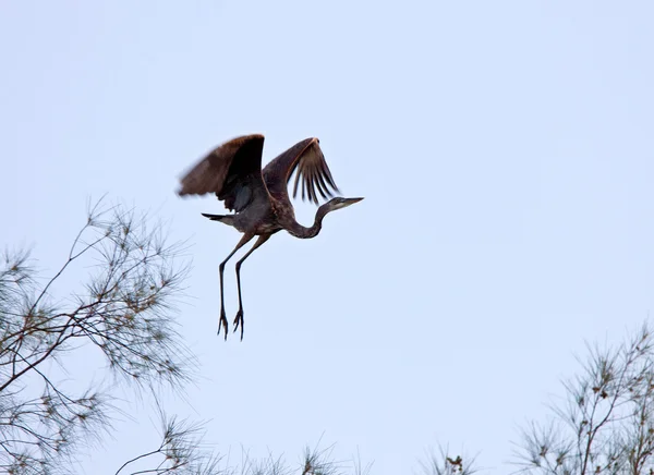 Большая голубая цапля, посадка в Флорида дерево — стоковое фото