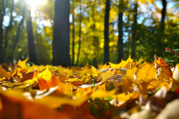 Макро фотография опавших листьев в осеннем лесу Стоковое Изображение