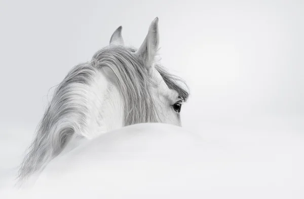 Лошади андалузской в туман — стоковое фото