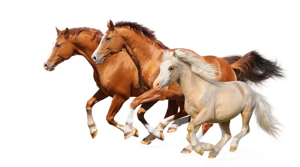 Три лошади Галоп — стоковое фото