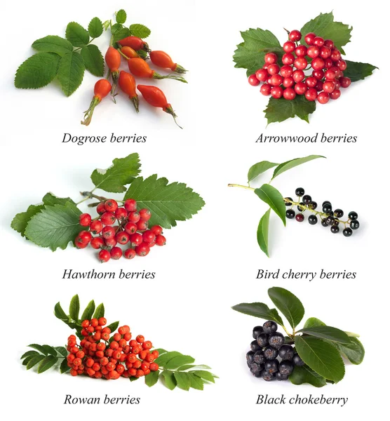Боярышник, ягода рябина, шиповник, Калина, черемуха, черный c — стоковое фото