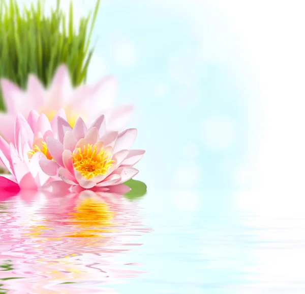 Розовый лотос цветок в воде Стоковое Изображение