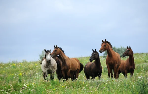 Табун диких лошадей на поле — стоковое фото