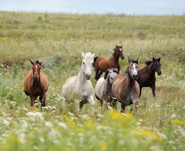 Табун диких лошадей, работает на поле — стоковое фото