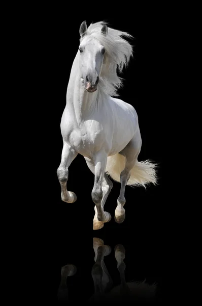 Белая лошадь изолирована — стоковое фото
