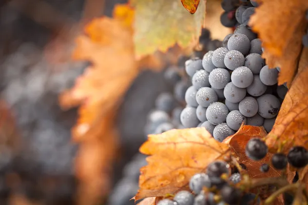 Пышные, спелый виноград с каплями тумана на корню — стоковое фото
